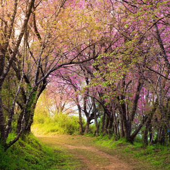 cherry blossom pink sakura in Thailand and a footpath leading in